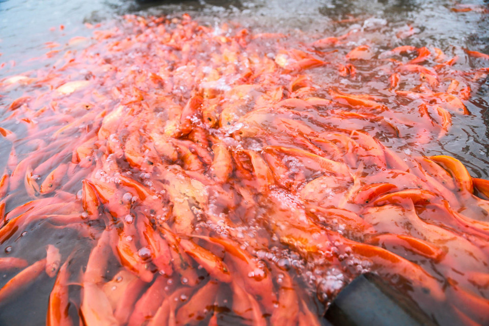 (Ảnh: PV/Vietnam+)