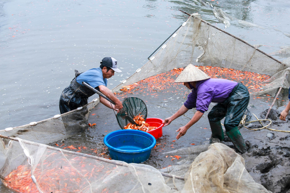 Thông thường cá giống sẽ được tiến hành nuôi từ hồi giữa năm, người nuôi cá chăm sóc sao cho đến khi cá thu hoạch có kích cỡ khoảng 3 ngón tay là đủ tiêu chuẩn. (Ảnh: PV/Vietnam+)