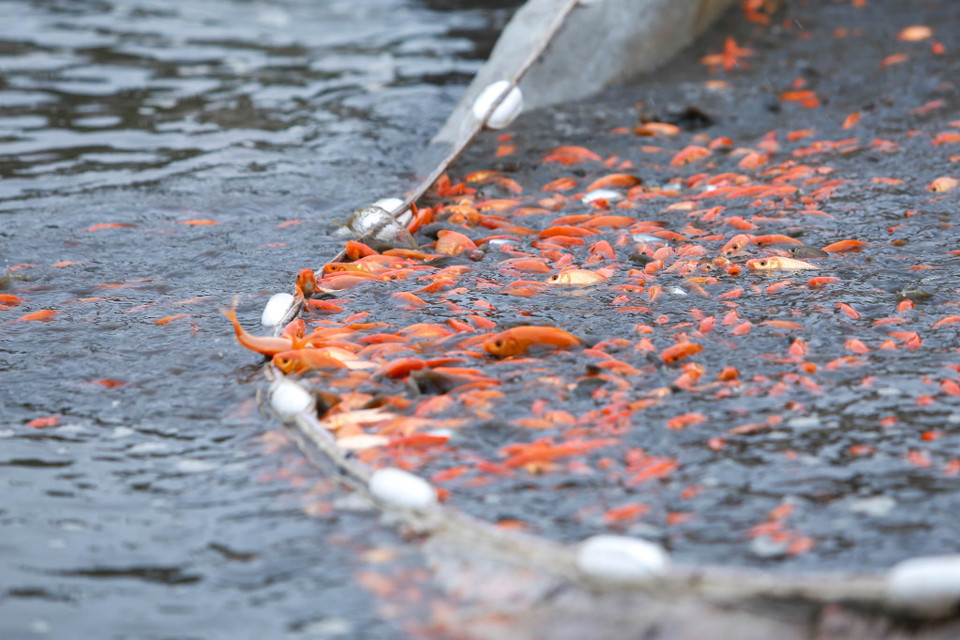 Mỗi đợt cung ứng ra thị trường khoảng 50 tấn cá. (Ảnh: PV/Vietnam+)