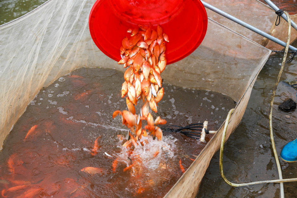 Năm 2011, tỉnh Phú Thọ đã công nhận làng nghề cá chép đỏ Thủy Trầm và đầu tư cơ sở vật chất phát triển làng nghề. (Ảnh: PV/Vietnam+)