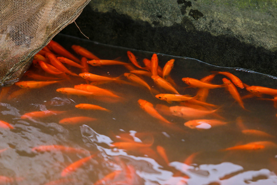 (Ảnh: PV/Vietnam+)