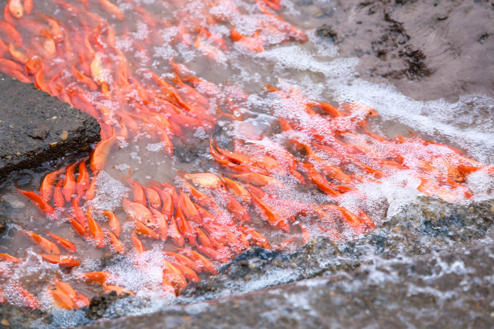 Theo người dân ở đây cho biết, diện tích nuôi cá của làng là 30 ha với hàng trăm hộ dân. (Ảnh: PV/Vietnam+)