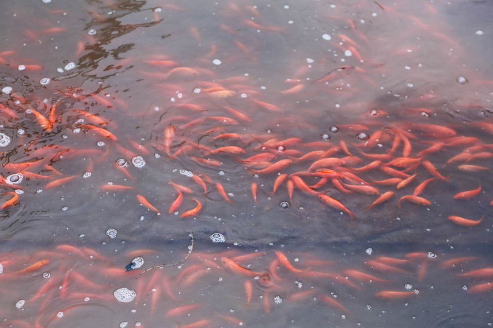 Nghề nuôi cá chép đỏ ở làng Thuỷ Trầm có từ lâu, từ những năm 1960, xuất phát từ những xã viên hợp tác xã đi vớt trứng cá ngoài sông, khi trứng nở họ đã chọn lọc những con cá đỏ nhất, cho sinh sản qua nhiều thế hệ. (Ảnh: PV/Vietnam+)