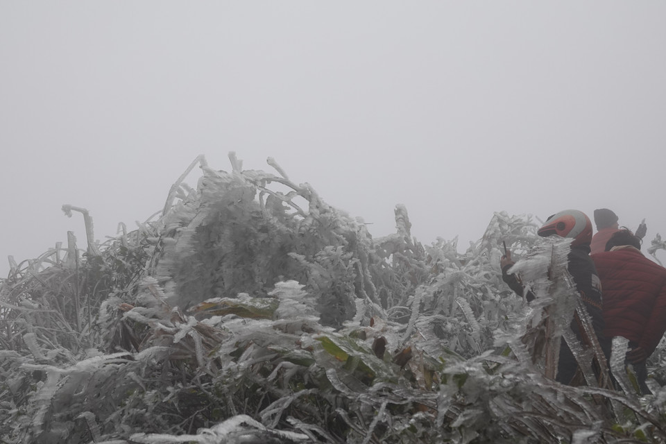 Một số hình ảnh sương muối, băng giá tại đỉnh đèo Khau Phạ. (Ảnh: Tuấn Anh-A Lù/TTXVN)