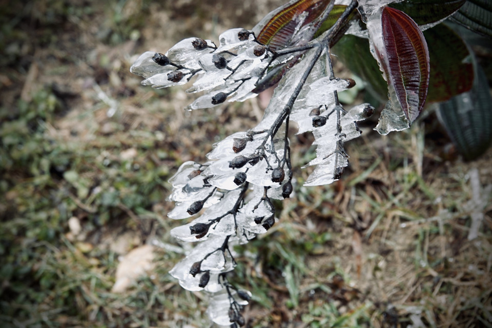 Một số hình ảnh sương muối, băng giá tại đỉnh đèo Khau Phạ. (Ảnh: Tuấn Anh-A Lù/TTXVN)