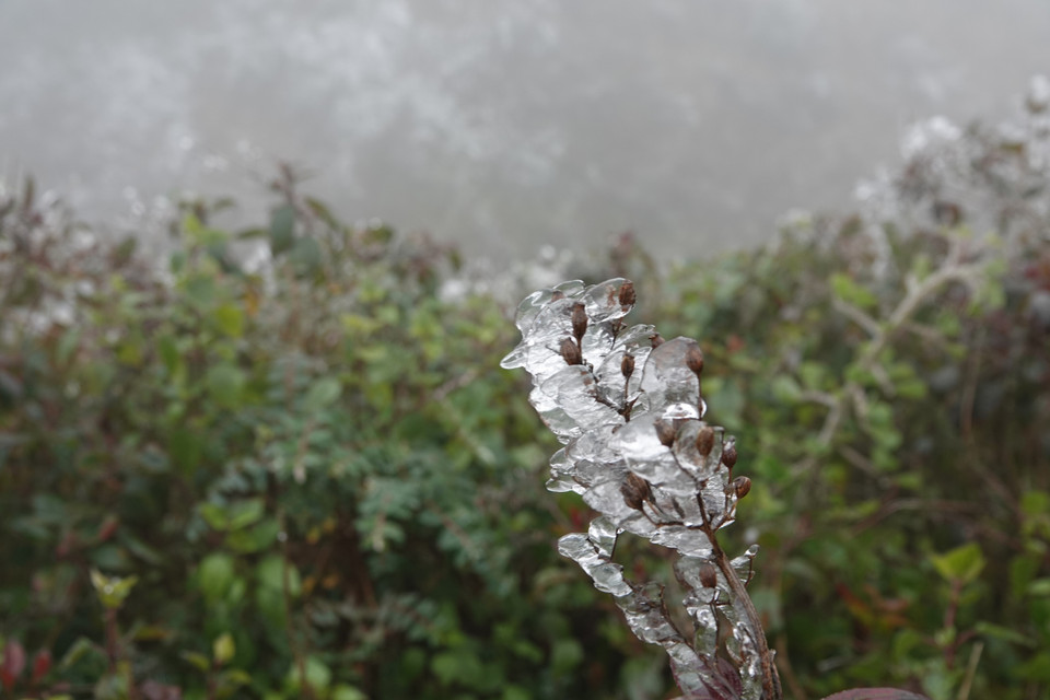 Một số hình ảnh sương muối, băng giá tại đỉnh đèo Khau Phạ. (Ảnh: Tuấn Anh-A Lù/TTXVN)