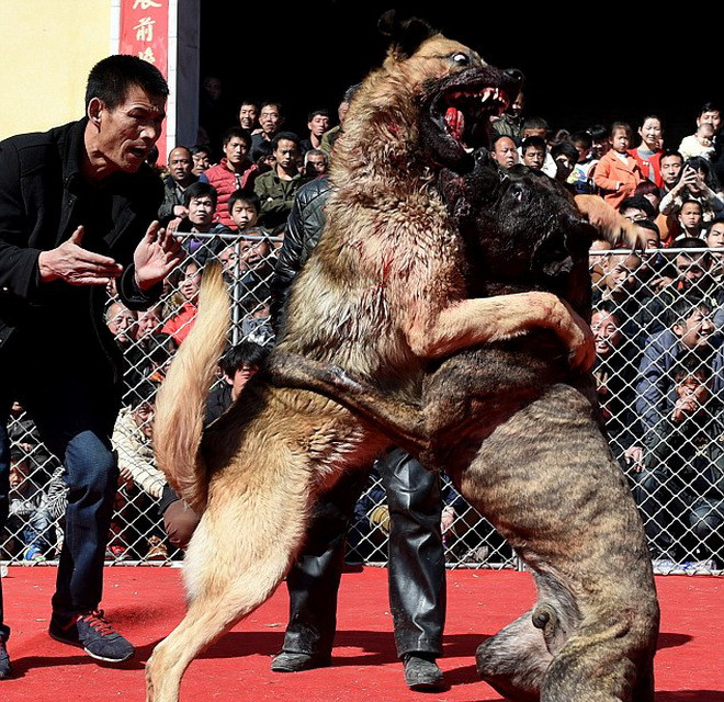 Cuộc thi trên do sáu người trong làng đứng ra tổ chức.