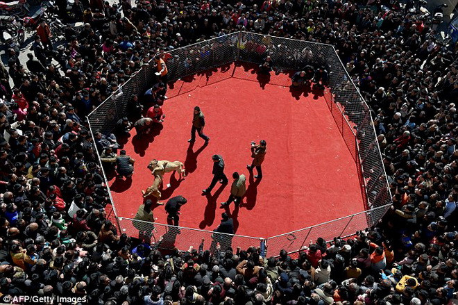 Người có chú chó thắng cuộc trong mỗi trận đấu được tặng một gói thuốc lá và một chiếc cốc.