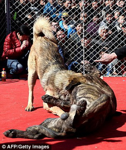 Chính quyền địa phương cho biết, những màn chọi chó không vi phạm pháp luật.