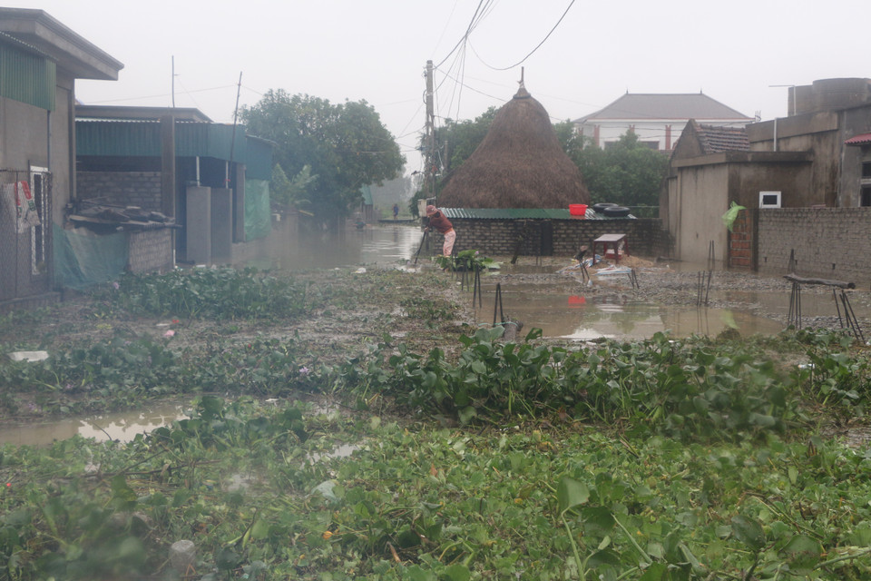 Nước lũ dâng cao cùng việc bèo tây bám dày đặc khiến việc di chuyển bằng thuyền, ca nô của dân cũng như đoàn cứu trợ gặp nhiều khó khăn ở xã Hưng Yên Bắc, huyện Hưng Nguyên. (Ảnh: Bích Huệ/TTXVN)