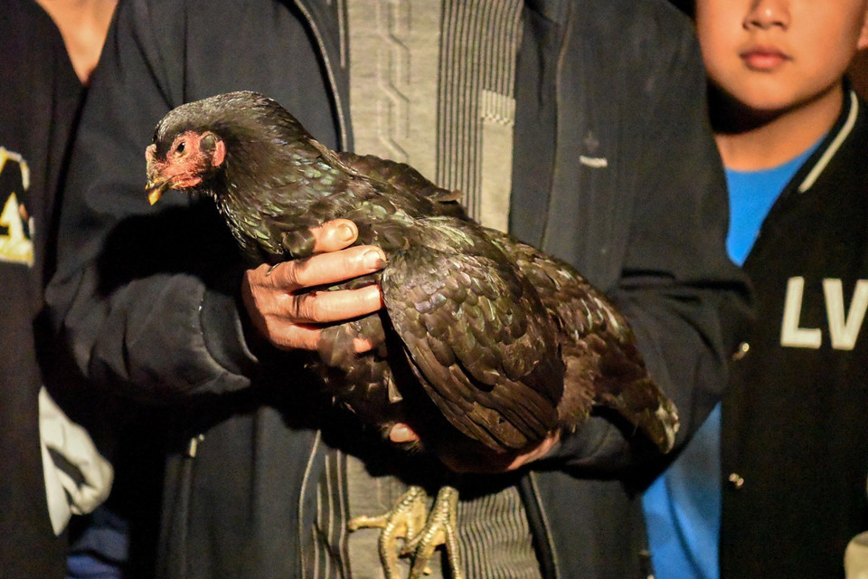 Gà đen, biểu tượng cho sự thần bí, tâm linh được bày bán tại chợ. (Ảnh: Đinh Văn Nhiều/TTXVN)