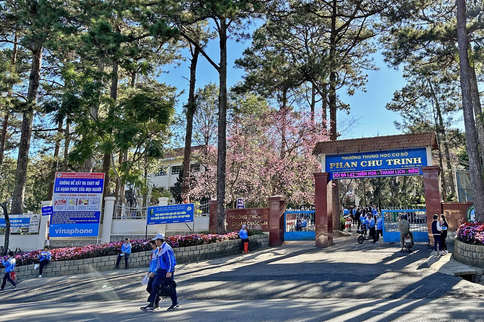 Mai anh đào Đà Lạt được trồng nhiều ở ven đường, trong khuôn viên trường học hay cơ quan, đơn vị. (Ảnh: Nguyễn Dũng/TTXVN)