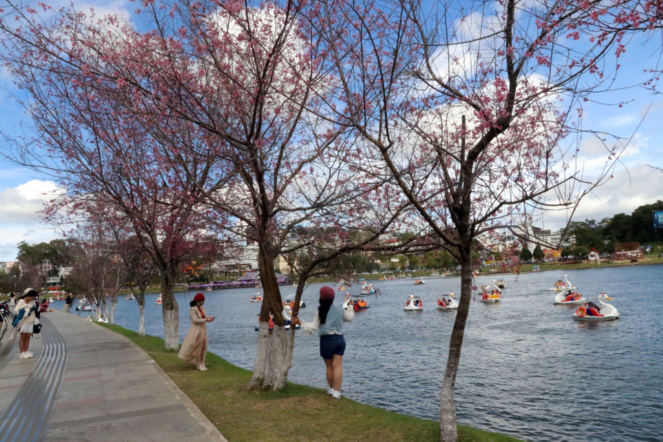 Khu vực hồ Xuân Hương là điểm check-in với hoa mai anh đào không thể bở lỡ của du khách. (Ảnh: Quốc Hùng/TTXVN)