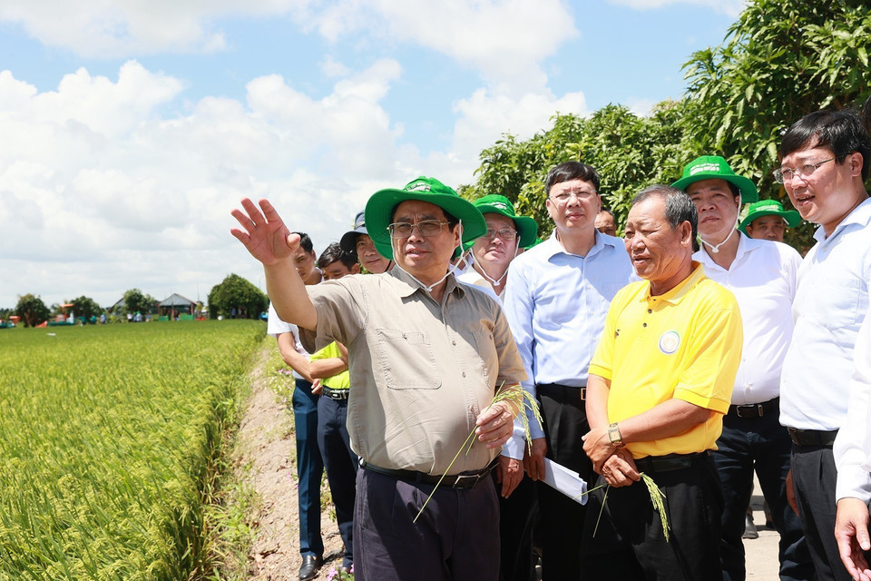 Thủ tướng Phạm Minh Chính khảo sát mô hình nông nghiệp công nghệ cao, sản xuất lúa của Hợp tác xã Dịch vụ Nông nghiệp Thắng Lợi. (Ảnh: Dương Giang/TTXVN)
