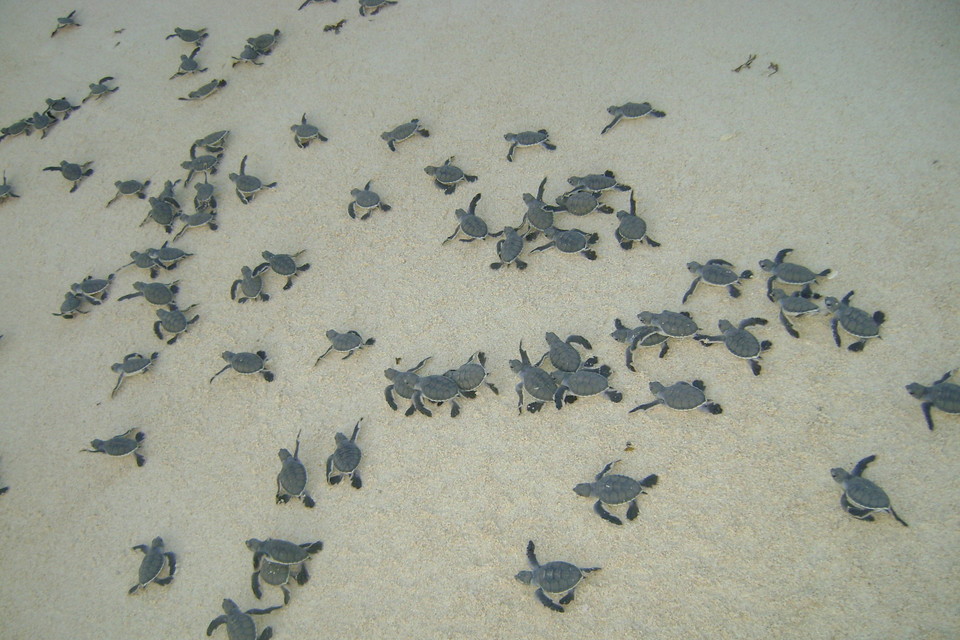 Thống kê của Vườn quốc gia Côn Đảo cho biết từ năm 1993-2022, có 11.643 rùa mẹ lên bãi làm tổ đẻ trứng, trong đó cứu hộ, di dời thành công 31.400 tổ rùa với tổng số trứng là 2.898.640 trứng, ấp nở thả về biển 2.238.597 cá thể rùa con; tỷ lệ rùa nở và thả về biển đạt 80,71 %. (Ảnh: TTXVN phát)