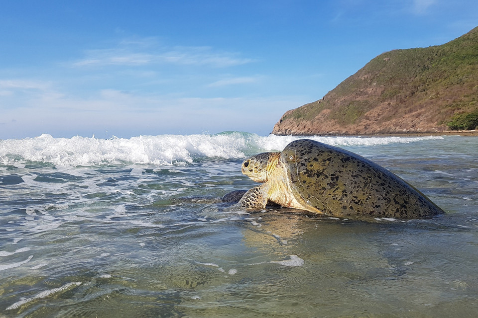 Cận cảnh quá trình rùa biển ghép đôi giao phối gần bờ tại Bãi Cát Lớn-Hòn Bảy Cạnh, Vườn quốc gia Côn Đảo. (Ảnh: TTXVN phát)