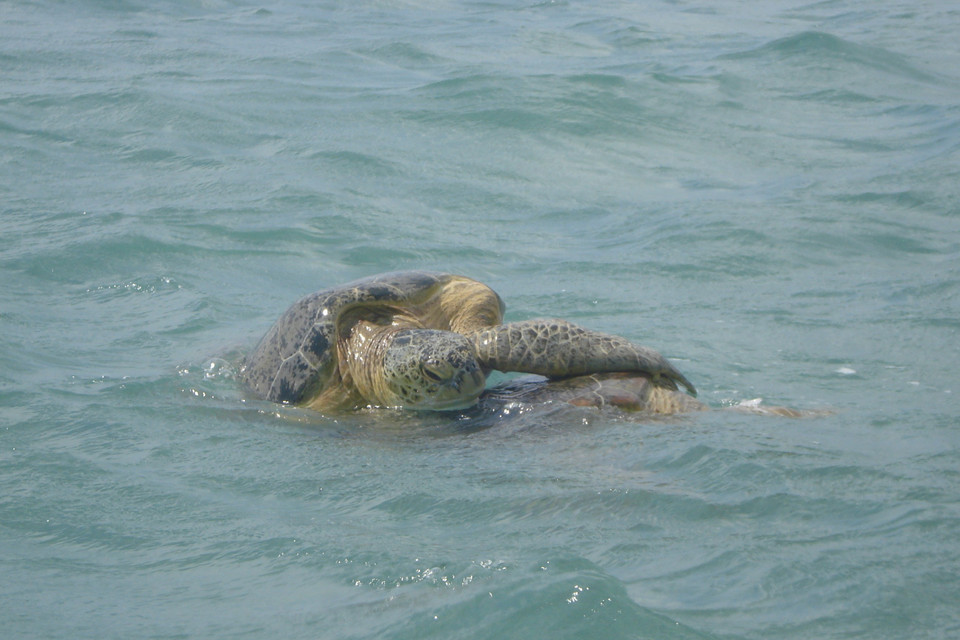 Rùa xanh bắt cặp ngoài khơi vùng biển Côn Đảo. (Ảnh: TTXVN phát)