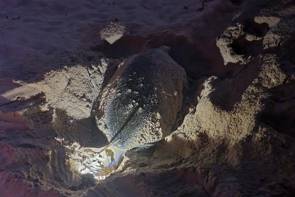 Hình ảnh rùa lên Bãi Cát Lớn-Hòn Bảy Cạnh ở Vườn quốc gia Côn Đảo đẻ trứng. (Ảnh: TTXVN phát)