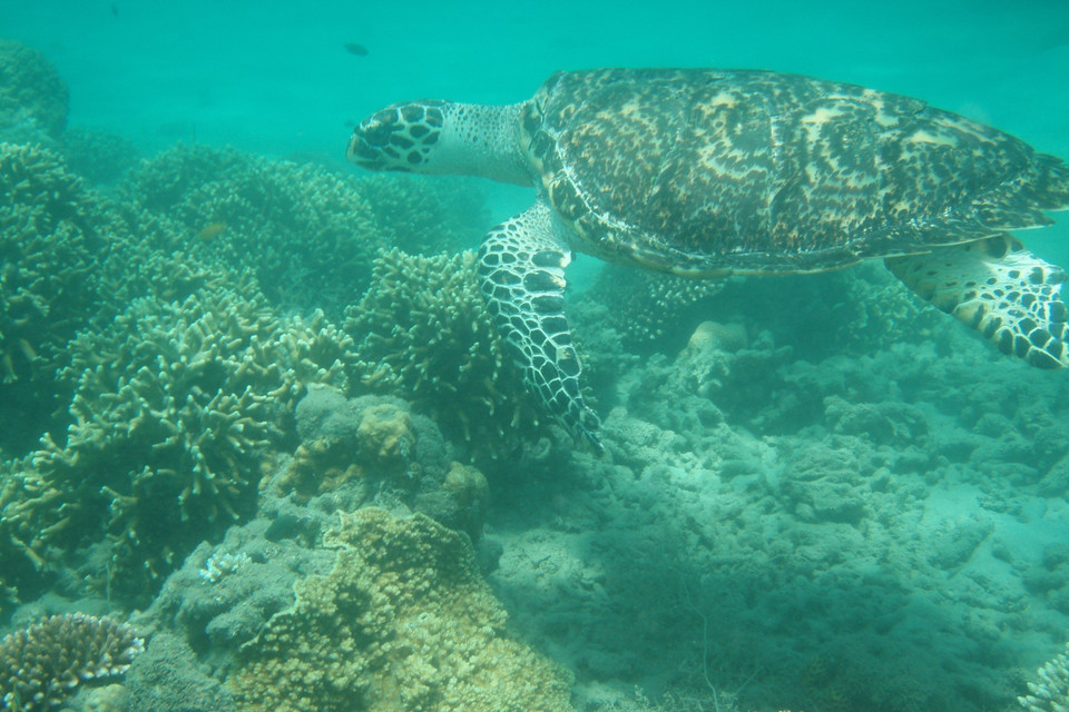 Đồi mồi được ghi nhận tại vùng biển Côn Đảo. (Ảnh: TTXVN phát)