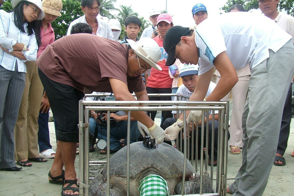 Vườn quốc gia Côn Đảo đã đeo máy định vị theo dõi đường di cư cho 10 cá thể rùa mẹ. (Ảnh: TTXVN phát)