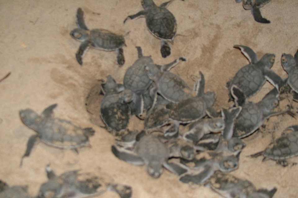 Sau khi rùa nở, 2-3 ngày rùa con nằm ở dưới tổ, rùa con sẽ tự ngoi lên khỏi mặt đất chủ yếu vào ban đêm, lúc trời mát và thủy triều lên cao bò xuống bãi và hướng thẳng ra đại dương bằng cách cảm nhận ánh sáng các vì sao, thủy triều và từ trường Trái đất. Rùa con bơi liên tục trong 1-2 ngày trong trạng thái được gọi là "bơi trong mê" để càng xa bờ càng tốt. (Ảnh: TTXVN phát)