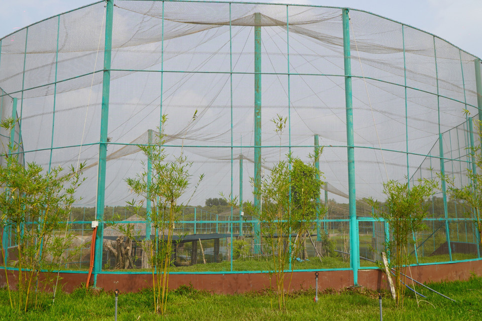 Từ lâu, sếu đầu đỏ là biểu tượng của Vườn quốc gia Tràm Chim (huyện Tam Nông) nói riêng và tỉnh Đồng Tháp nói chung. (Ảnh: Nhựt An/TTXVN)