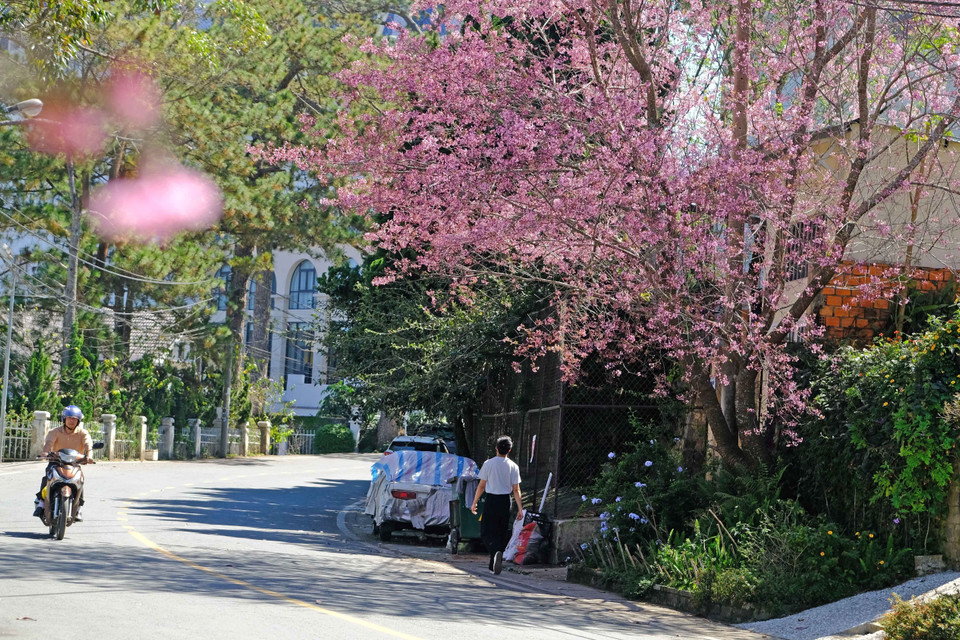 Một con đường trong trung tâm thành phố Đà Lạt được tô điểm bởi sắc hoa mai anh đào. (Ảnh: Nguyễn Dũng/TTXVN)