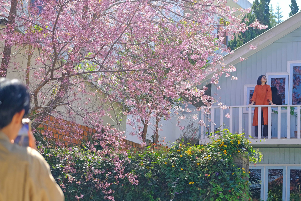 Người dân lẫn du khách tranh thủ tác nghiệp chụp ảnh khi mai anh đào bừng nở. (Ảnh: Nguyễn Dũng/TTXVN)