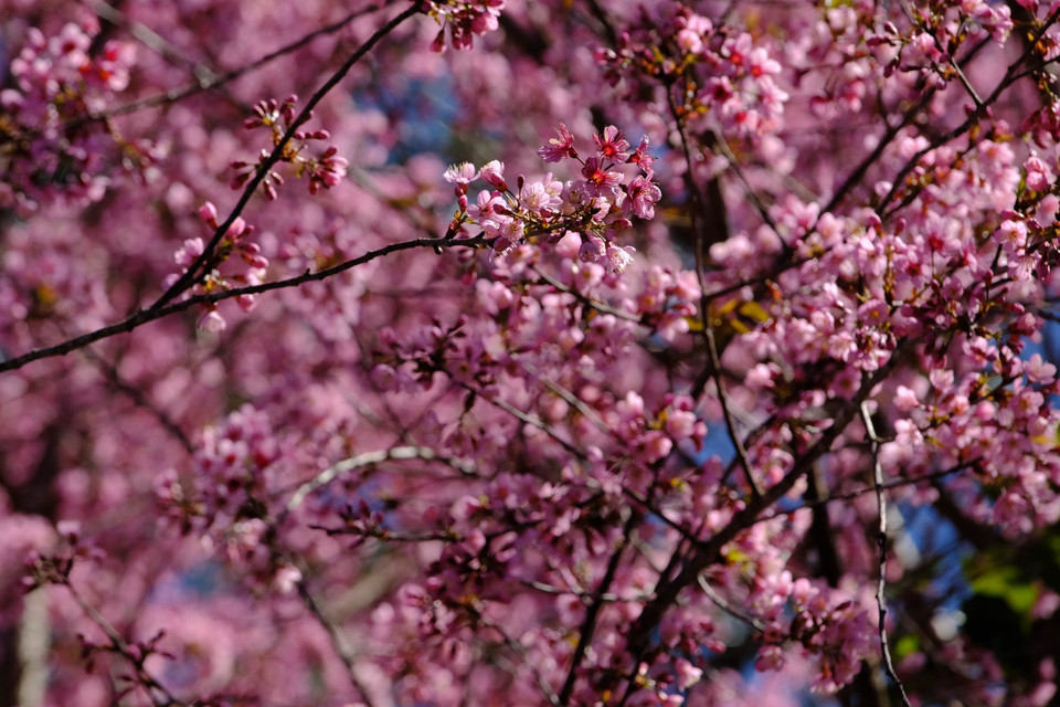 Mai anh đào nở rộ vào đúng dịpTết Nguyên đán khiến nhiều du khách mê đắm khi đến với Đà Lạt. (Ảnh: Nguyễn Dũng/TTXVN)