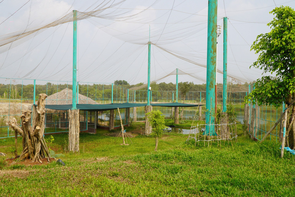 Năm 2021, chỉ có 3 con sếu đầu đỏ về Tràm Chim và từ năm 2022 đến nay, không xuất hiện cá thể sếu nào tại Tràm Chim. (Ảnh: Nhựt An/TTXVN) 