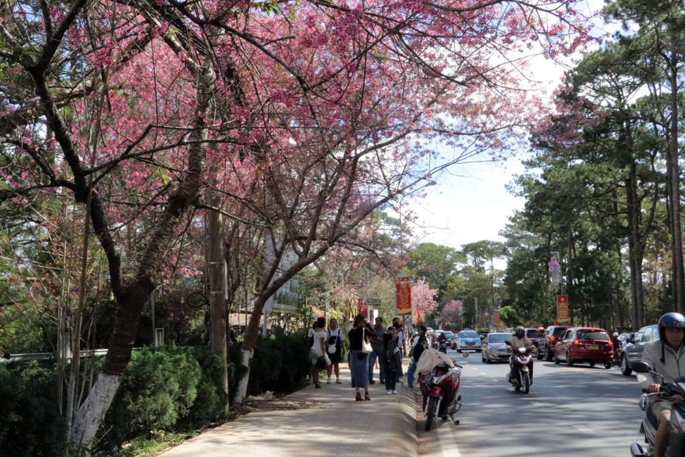 Khách du lịch chụp ảnh với mai anh đào trên đường Trần Hưng Đạo. (Ảnh: Quốc Hùng/TTXVN)