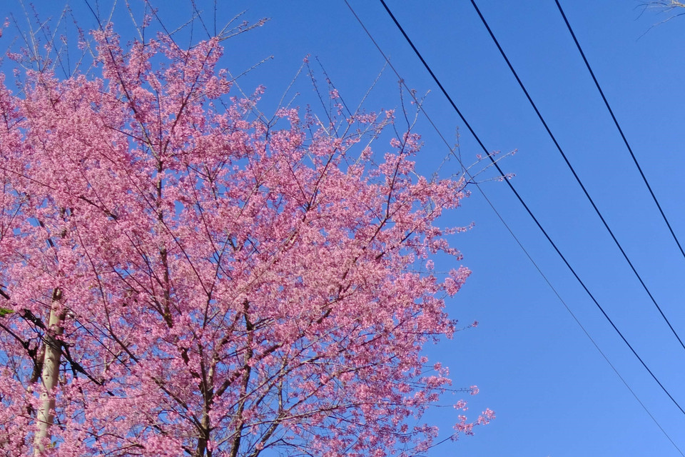 Một con đường trong trung tâm thành phố Đà Lạt được tô điểm bởi sắc hoa mai anh đào. (Ảnh: Nguyễn Dũng/TTXVN)