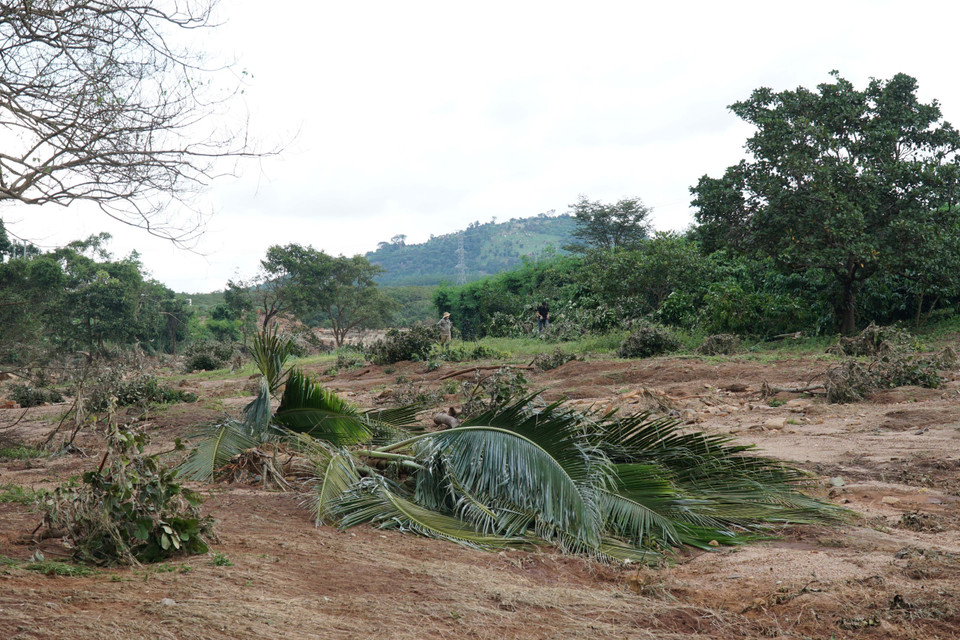 Nhiều diện tích hoa màu của người dân bị nước lũ cuốn trôi. (Ảnh: Hoài Nam/TTXVN)