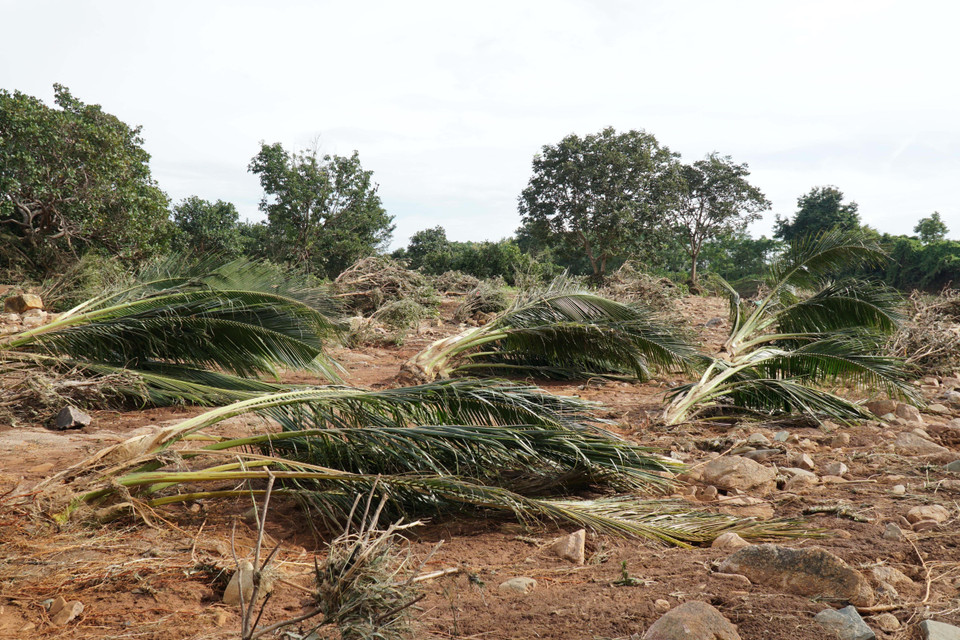 Các loại cây trồng bị thiệt hại chủ yếu là càphê, tiêu, điều, chuối, dừa… (Ảnh: Hoài Nam/TTXVN)