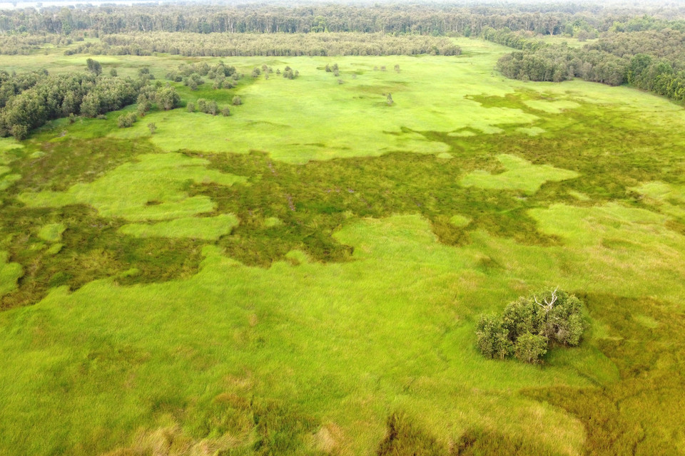 Ở Vườn quốc gia Tràm Chim, có nhiều cỏ năn kim là thức ăn của sếu đầu đỏ. (Ảnh: Nhựt An/TTXVN)