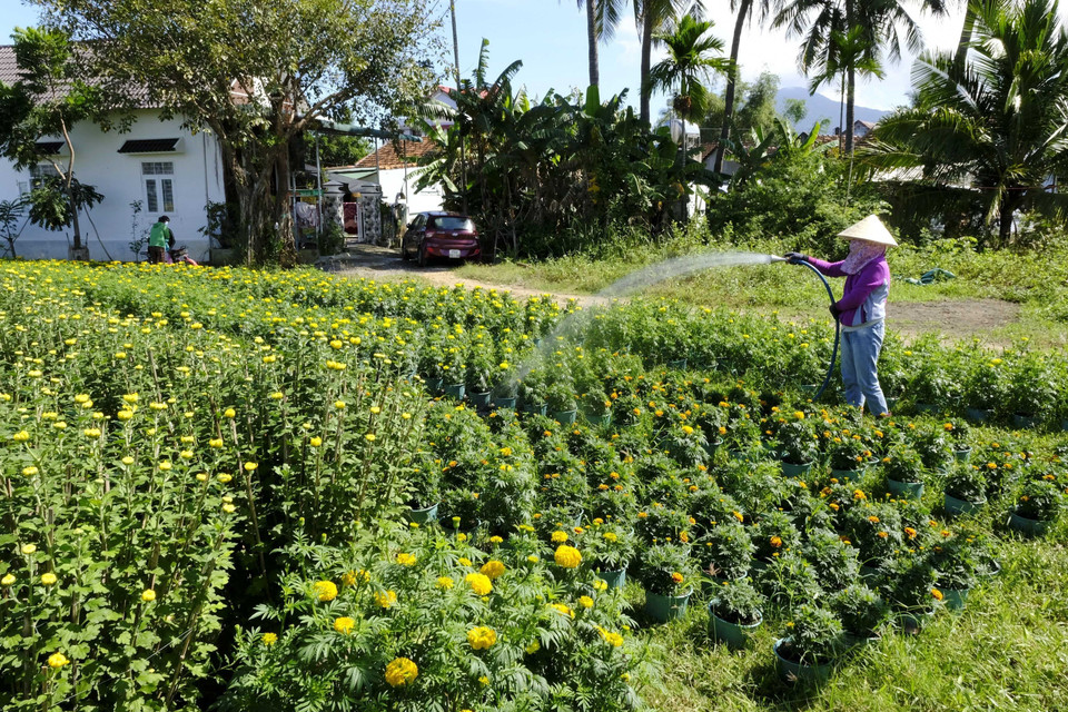  Những ngày giáp tết Nguyên đán Quý Mão 2023, làng hoa Ninh Giang, thị xã Ninh Hòa, vựa hoa cúc nổi tiếng của tỉnh Khánh Hòa, đang tất bật, rộn ràng để đưa những chậu hoa cúc đến các tỉnh, thành tiêu thụ. (Ảnh: Đặng Tuấn/TTXVN)
