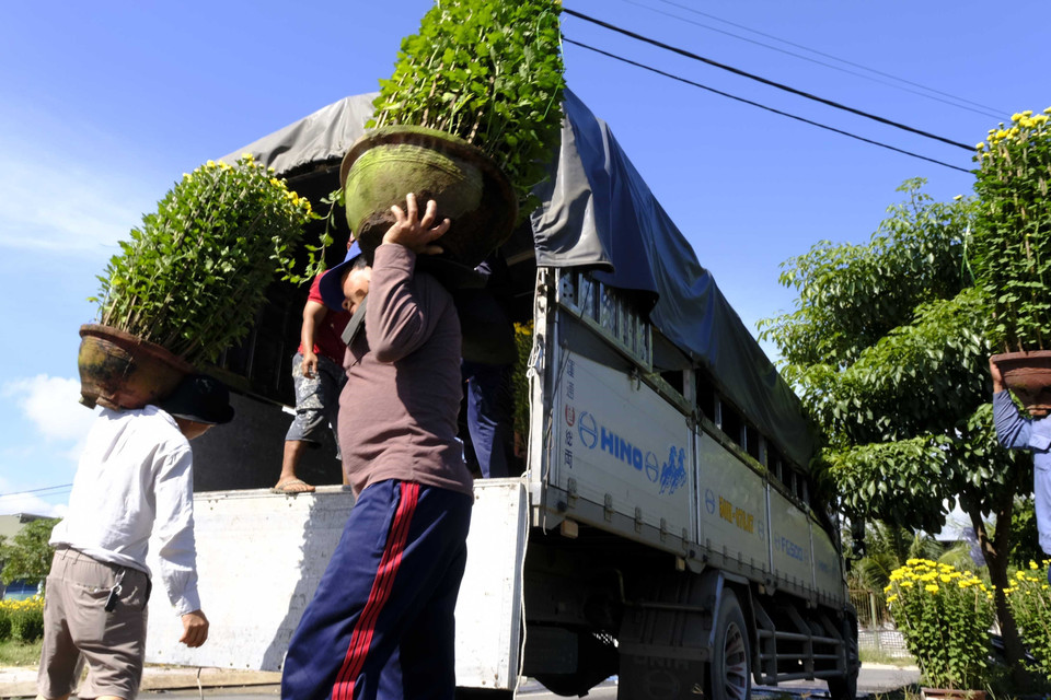 Nhân công bốc vác hoa lên xe. (Ảnh: Đặng Tuấn/TTXVN)