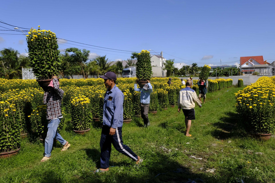 Vụ hoa cúc Tết năm nay, toàn phường trồng 45.000 chậu các loại gồm giống pha lê và đại đóa, trong đó 80% số lượng chậu hoa có đường kính từ 50-80cm. (Ảnh: Đặng Tuấn/TTXVN)