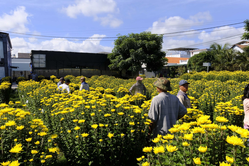 Khách đến vườn để mua hoa. (Ảnh: Đặng Tuấn/TTXVN)