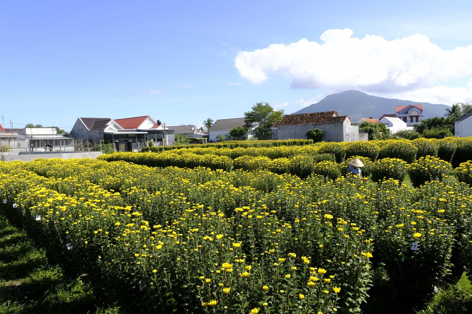 Cánh đồng hoa vàng rực báo hiệu mùa xuân về. (Ảnh: Đặng Tuấn/TTXVN)