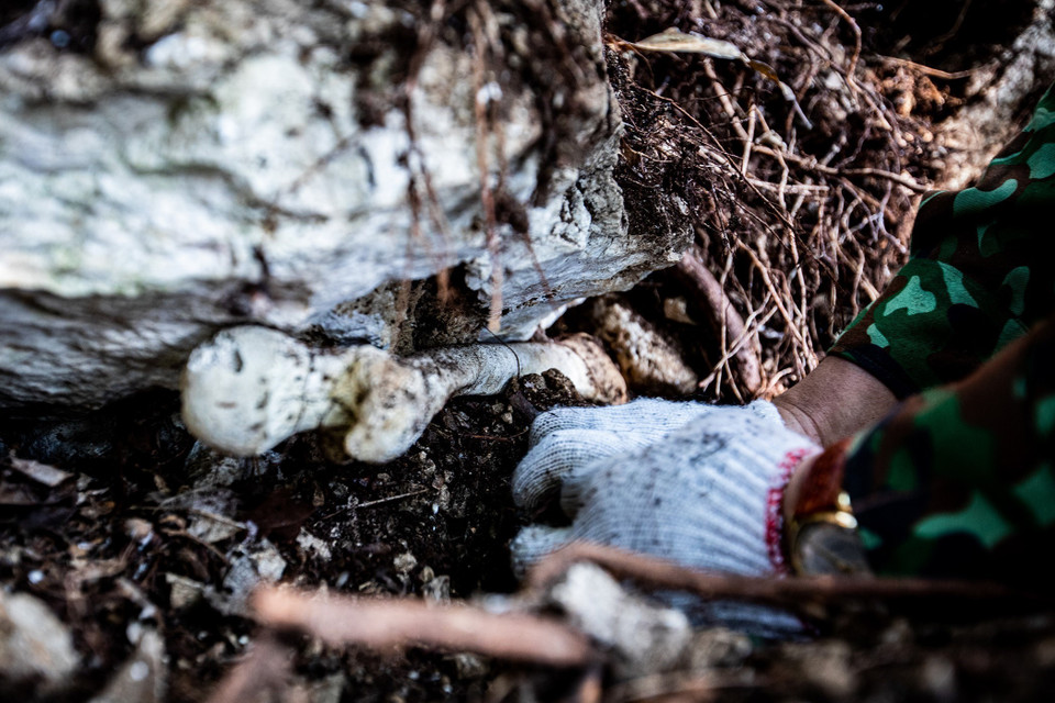 Một mảnh xương đùi của liệt sỹ bị găm vào đá được đội tìm kiếm quy tập hài cốt liệt sỹ Hà Giang tìm thấy tại xã Thanh Thủy, huyện Vị Xuyên. (Ảnh: Hoàng Hiếu/TTXVN)