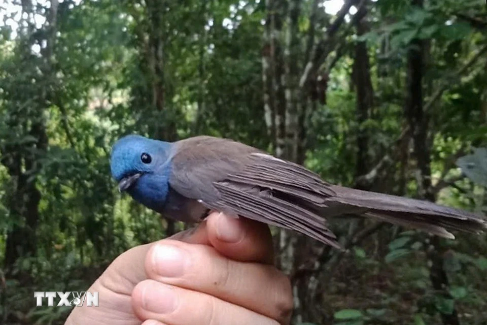 Khu Bảo tồn Thiên nhiên Pù Huống (Nghệ An) hiện có tổng cộng 273 loài chim, thuộc 60 họ, 17 bộ được ghi nhận. (Ảnh: TTXVN phát)