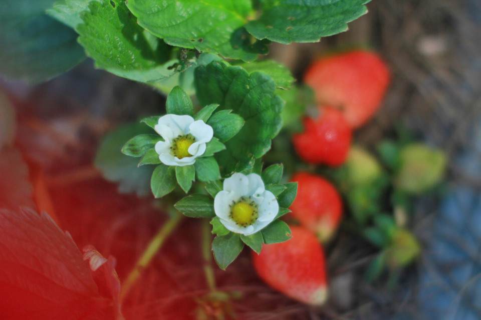Những bông hoa dâu tây trắng muốt tô điểm cho vườn dâu chín đỏ chen giữa màu xanh mướt của lá. (Ảnh: Mai Mai/Vietnam+)