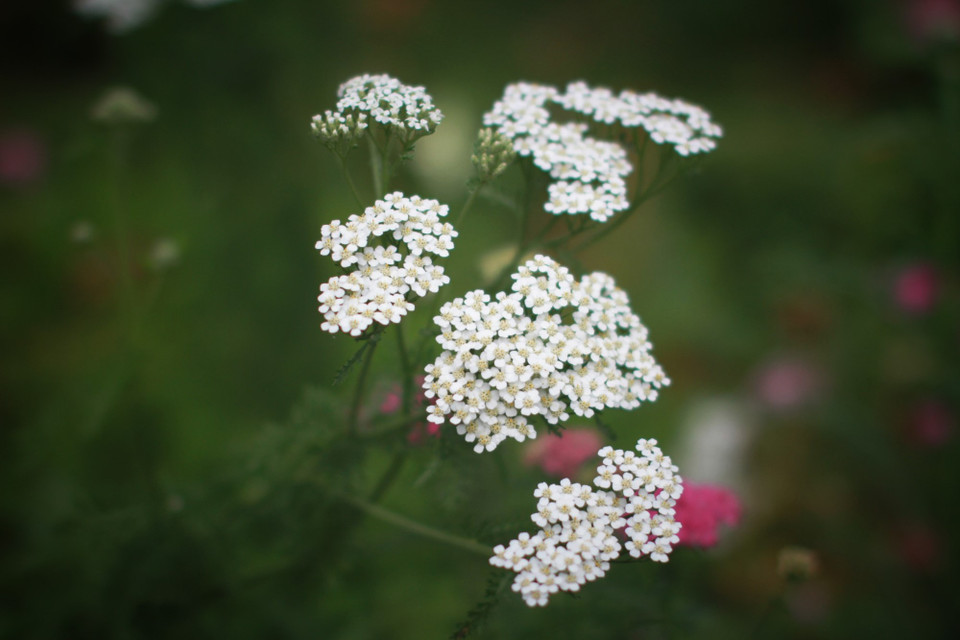 Trong sân vườn cũng ngập lối hoa. (Ảnh: Mai Mai/Vietnam+)