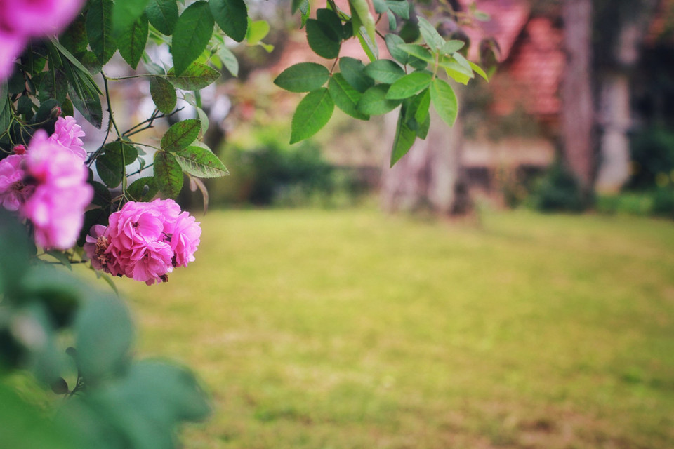 Những rặng hoa hồng tô điểm cho hầu hết các căn biệt thự sân vườn cổ kính nơi đây. (Ảnh: Mai Mai/Vietnam+)