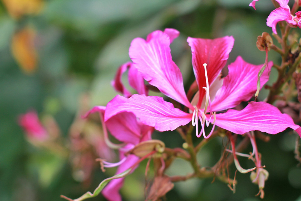 Ở Đà Lạt dường như quy tụ tất cả những loài hoa đặc trưng nhất trên các vùng miền cả nước như hoa ban... (Ảnh: Mai Mai/Vietnam+)