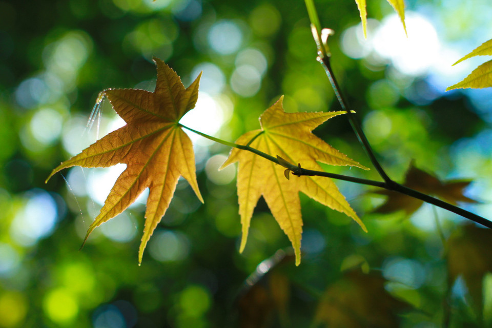 Với khí hậu lạnh quanh năm, trong những cánh rừng có độ cao từ 1.400, phong phát triển rất nhanh, tạo nên vẻ đẹp lạ cho 'xứ sở ngàn hoa.' (Ảnh: Mai Mai/Vietnam+)