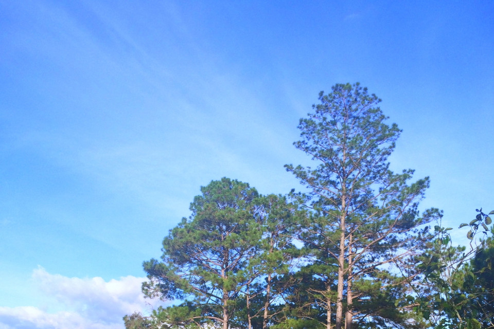 Ở Đà Lạt không chỉ có hoa mà cảnh quan cũng vô cùng nên thơ cùng không khí quanh năm mát lành. (Ảnh: Mai Mai/Vietnam+)