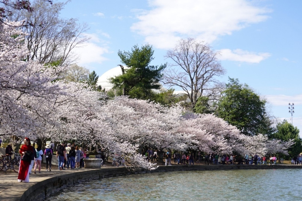 Rừng hoa anh đào nghiêng mình bên hồ nước biếc. (Ảnh: Kiều Trang/TTXVN)