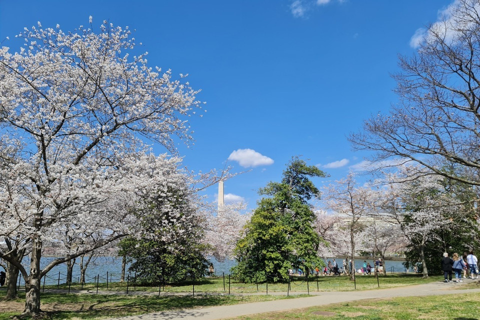 Hoa anh đào được trồng nhiều nhất tại khu vực quanh hồ Tidal Bisan. (Ảnh: Kiều Trang/TTXVN)